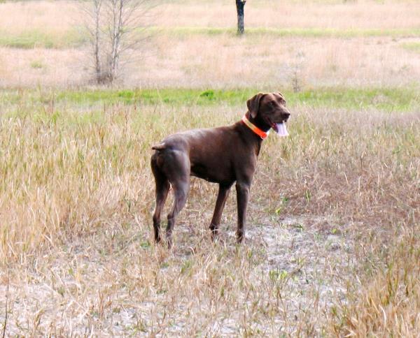 /images/uploads/southeast german shorthaired pointer rescue/segspcalendarcontest2019/entries/11754thumb.jpg